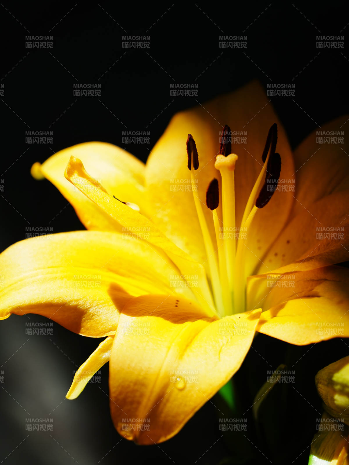 金色百合花的優(yōu)雅綻放