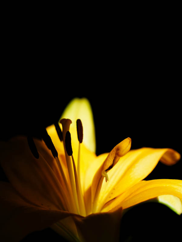 黑暗中的金色百合花