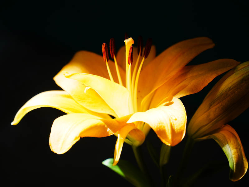 金色百合花的優(yōu)雅綻放