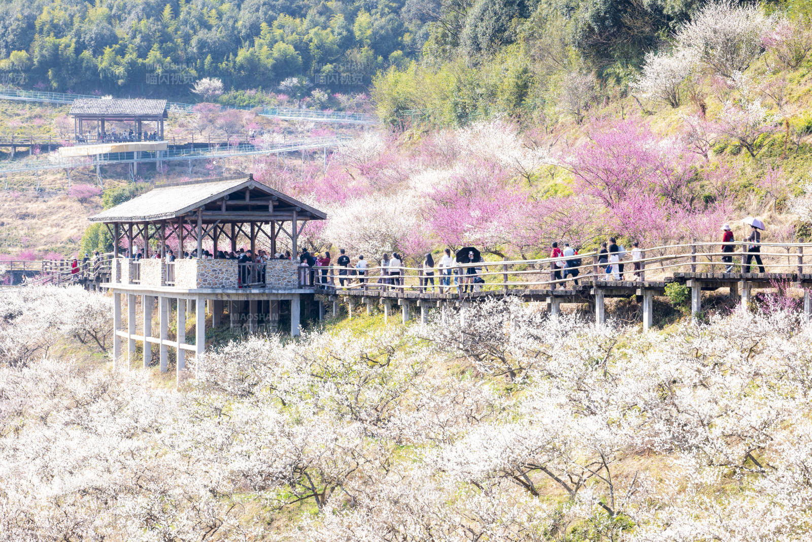 花海棧道 游人如織