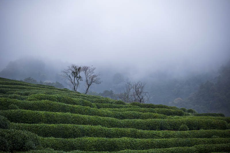 霧中茶園 靜謐之美