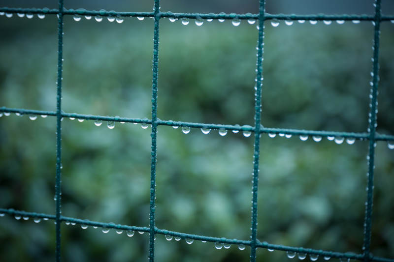 雨后綠網上的水珠