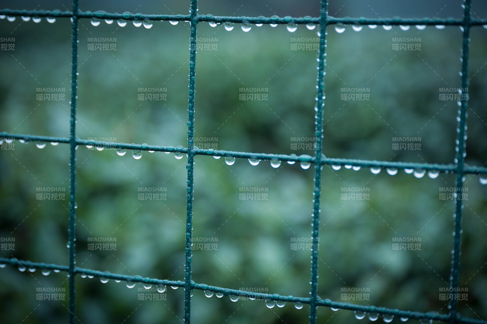 雨后綠網上的水珠