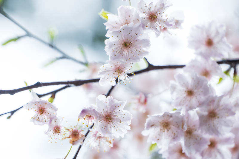 櫻花綻放 春意盎然