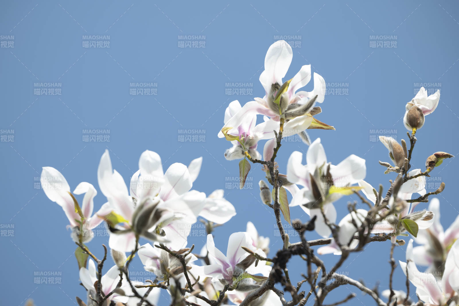 春日白花映藍天