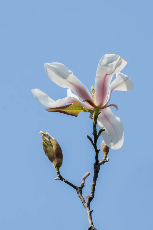 玉蘭花綻放 春意盎然