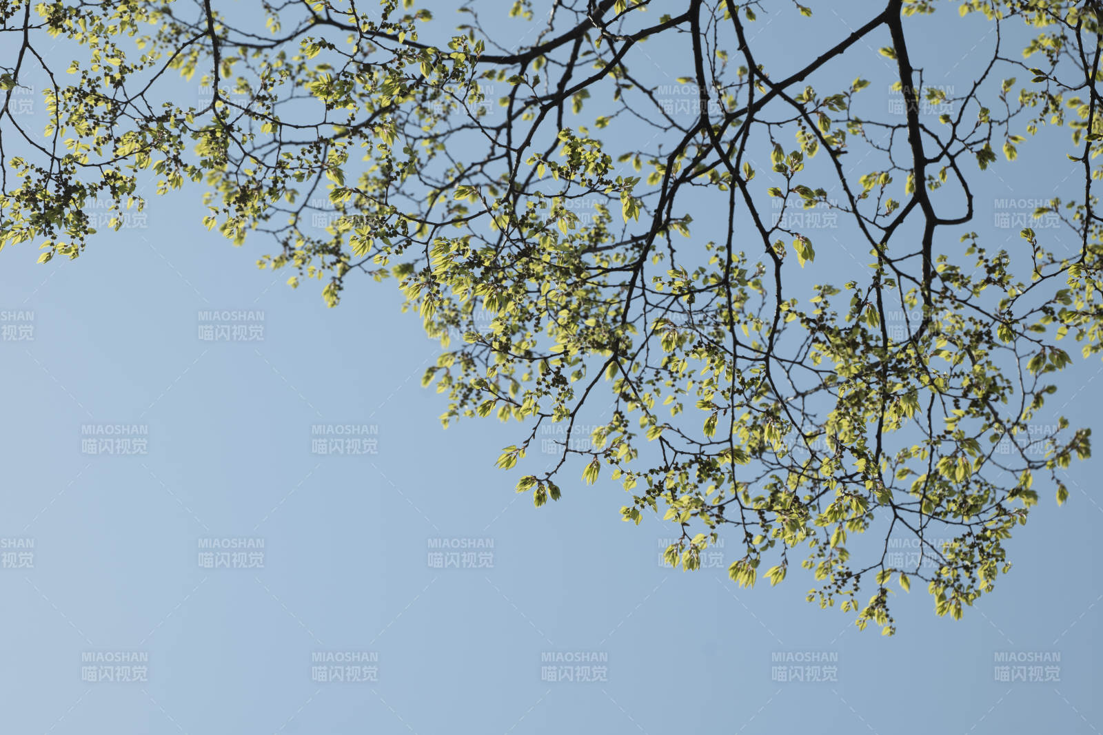 春日新綠映藍天
