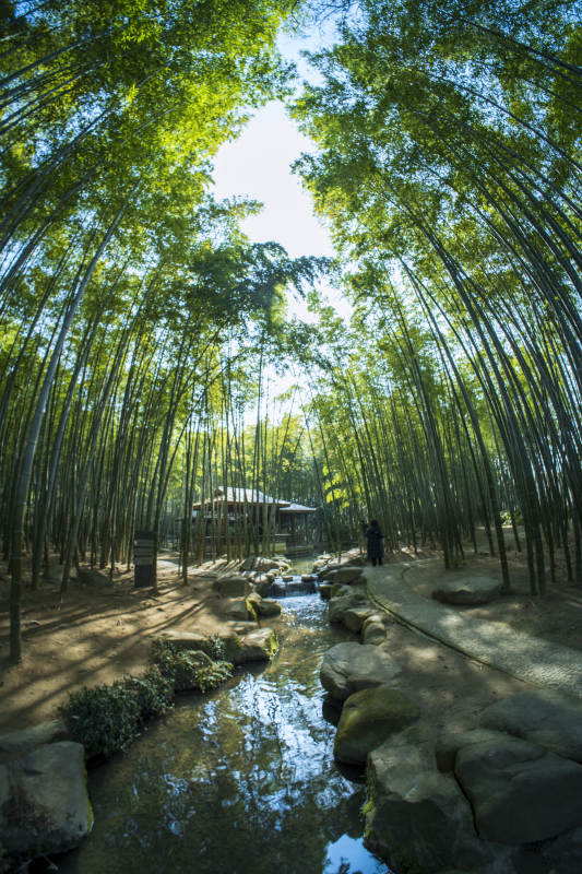 竹林幽徑 清溪潺潺