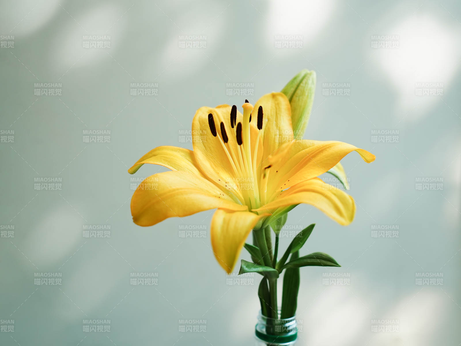 黃色百合花的靜謐之美