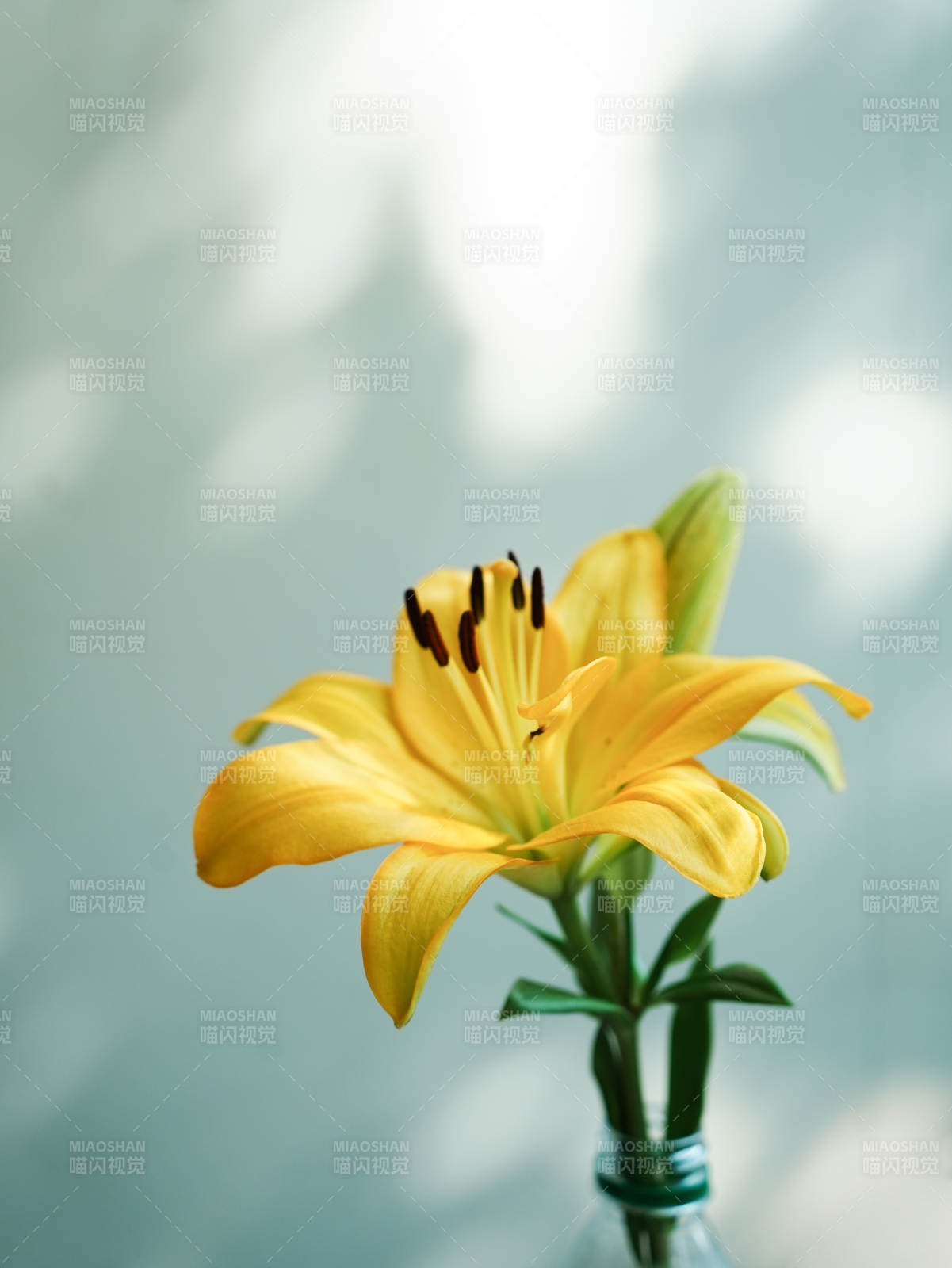 瓶中綻放的黃色百合花