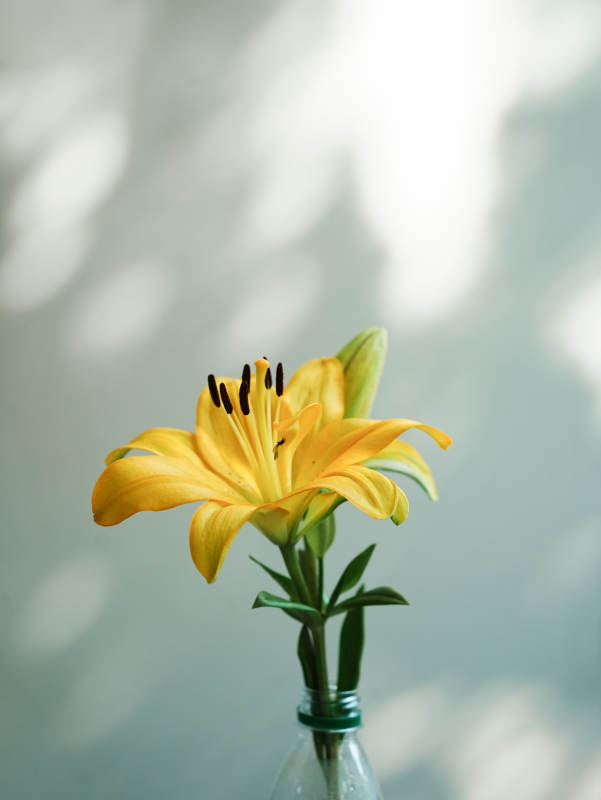 瓶中綻放的黃色百合花