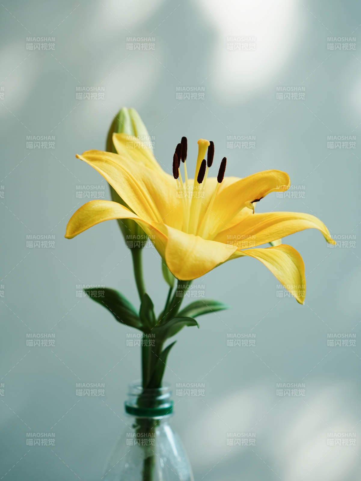瓶中綻放的黃色百合花