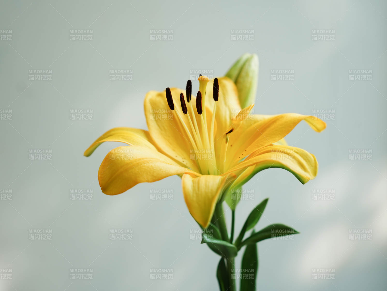 綻放的黃色百合花