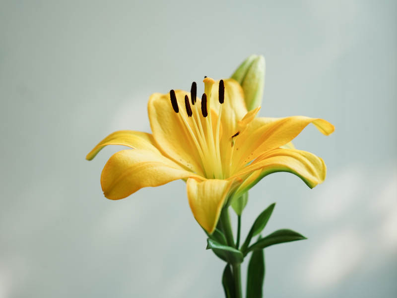 綻放的黃色百合花