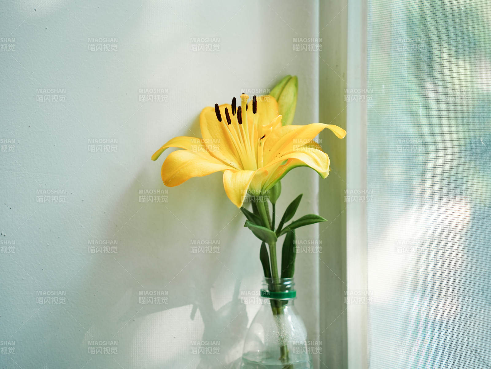 窗邊的黃色百合花