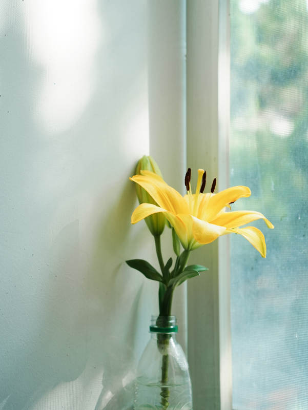 窗邊的黃色百合花