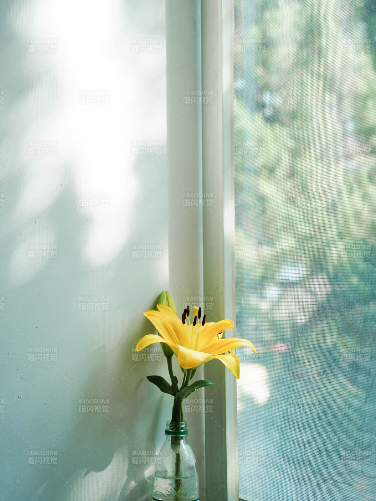窗邊的黃色百合花