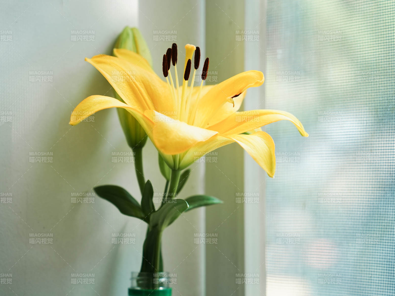窗邊的黃色百合花