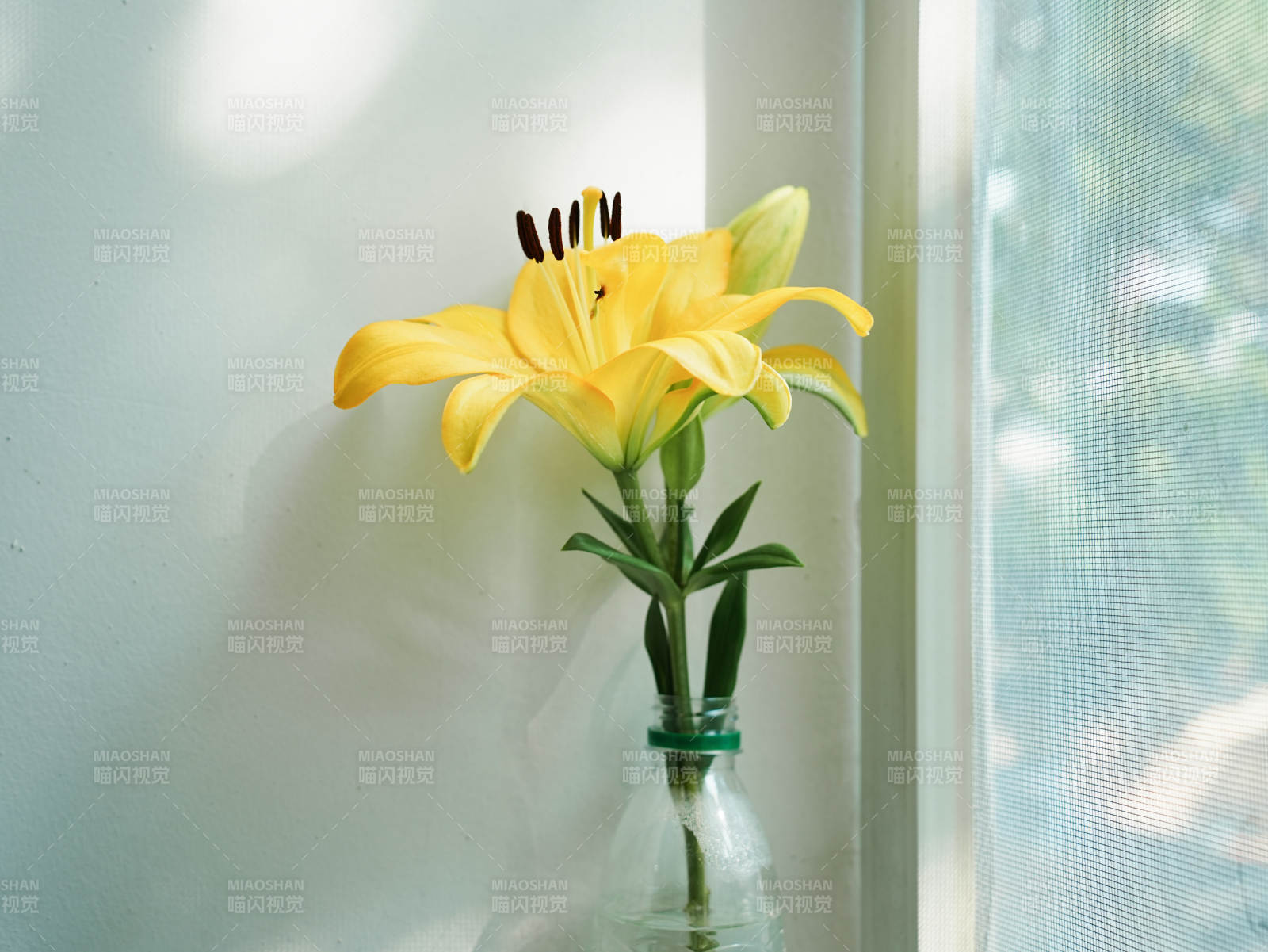 窗邊的黃色百合花