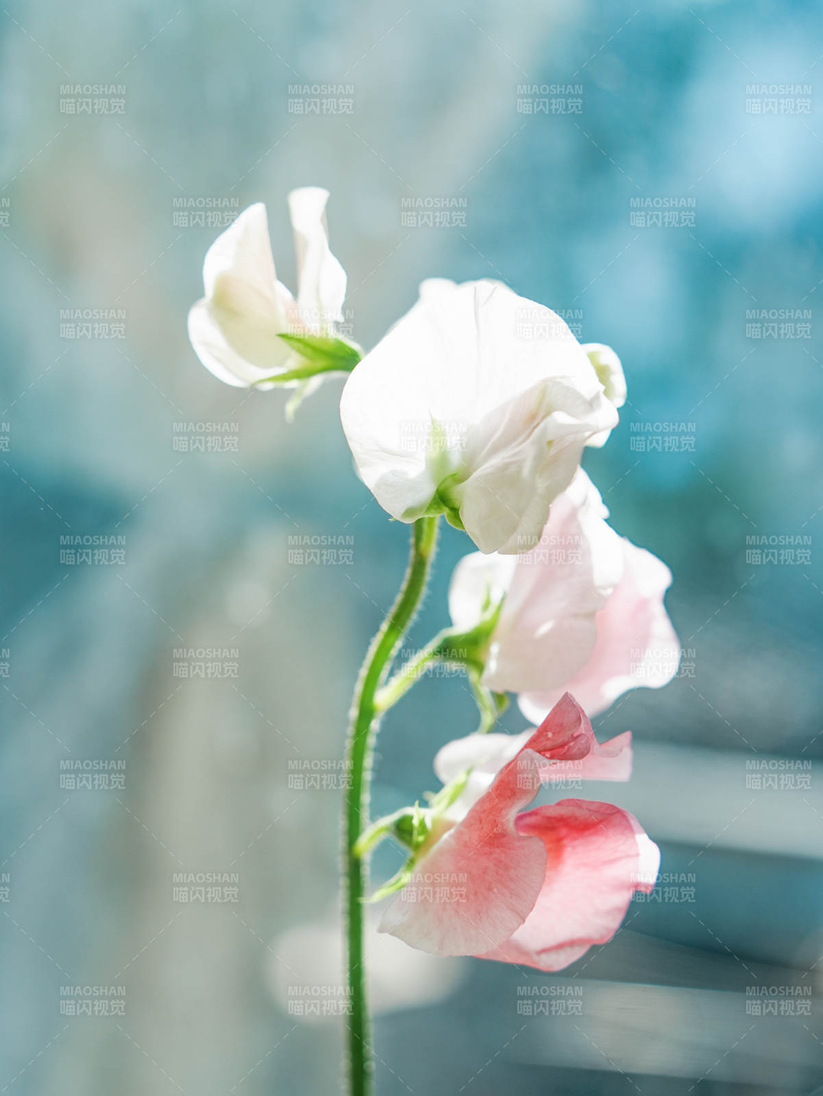 淡雅花影 靜謐時光