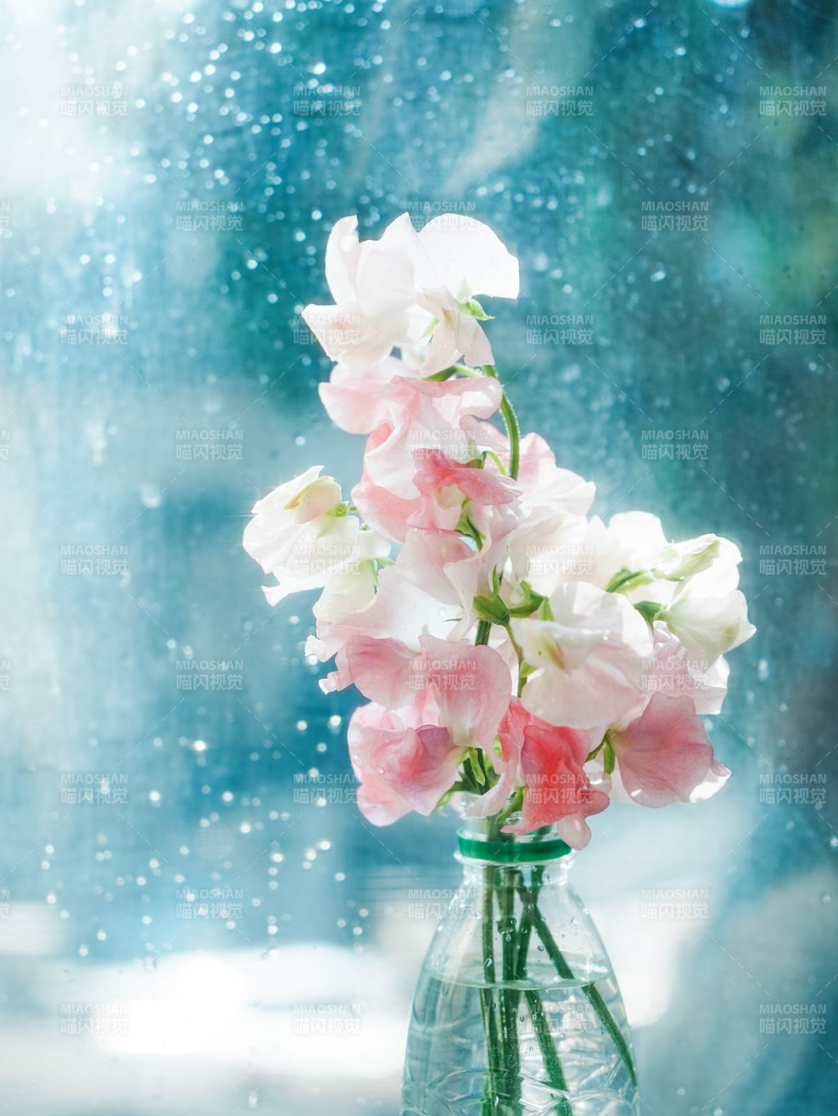 雨中花影 清新淡雅