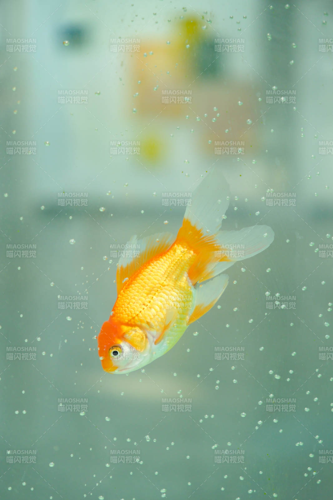 金魚在水中游動(dòng)