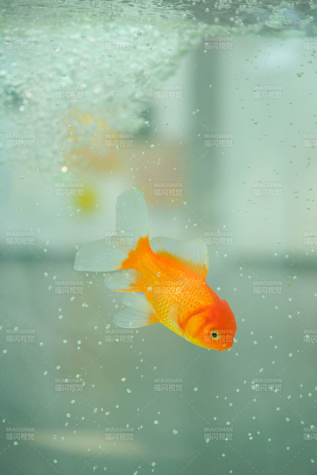 水中游動的金魚
