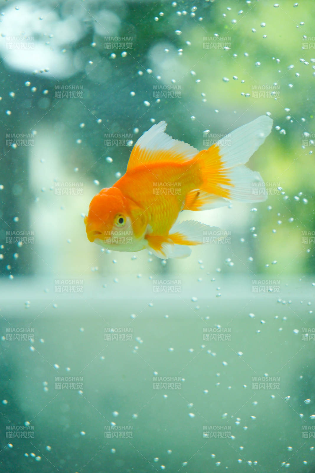 金魚水中游 氣泡環繞