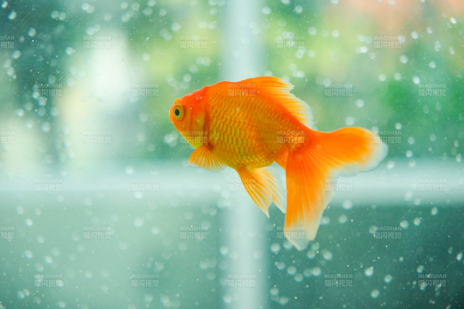 水中游動(dòng)的金魚