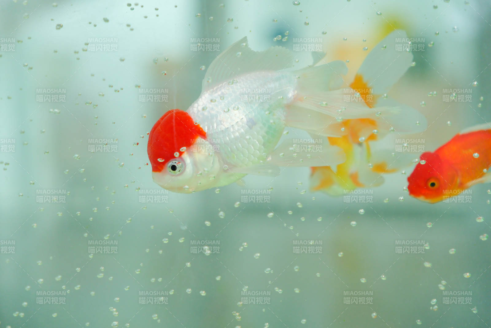 金魚游動 水泡環繞