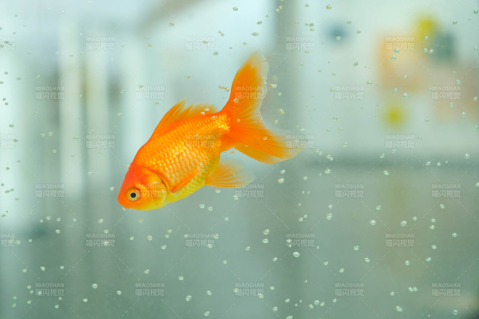 水中游動的金魚