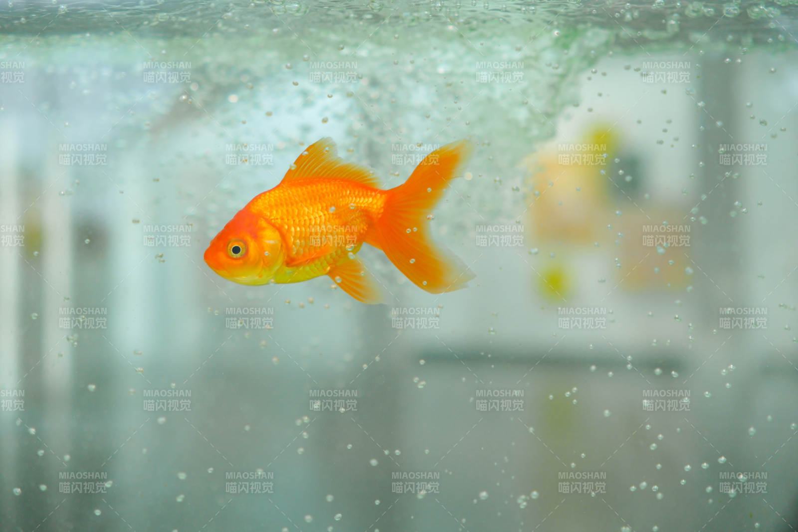 水中游動的金魚