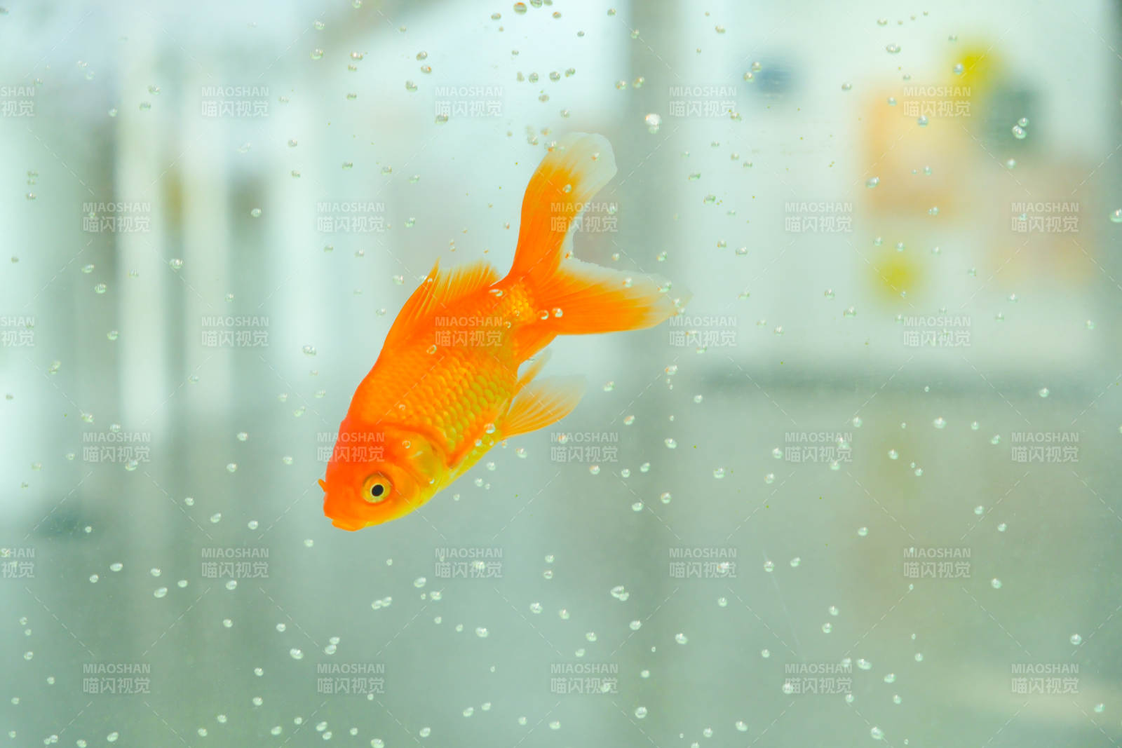 水中游動的金魚