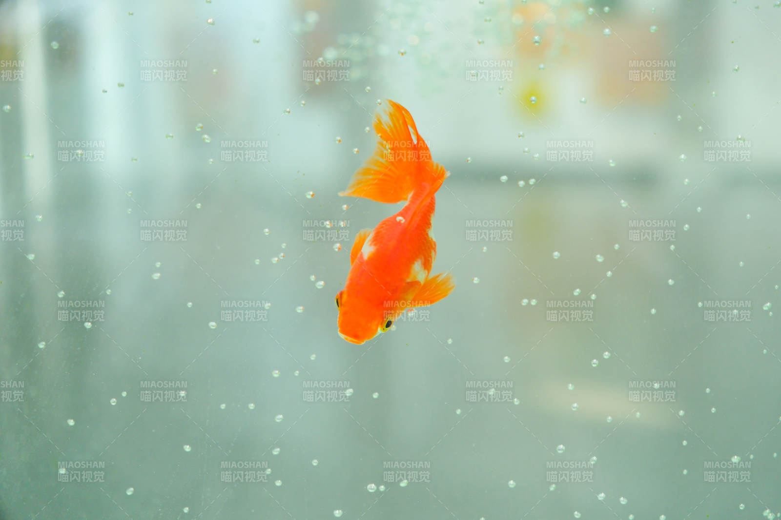 水中游動的金魚