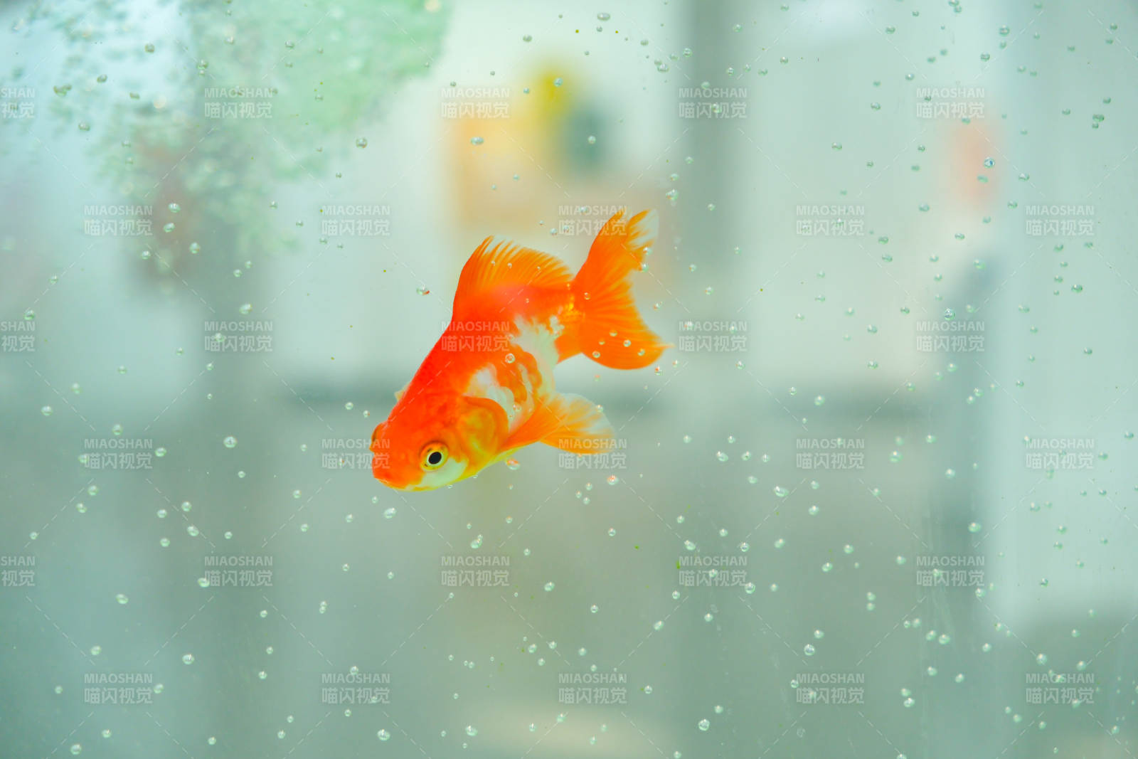 水中游動的金魚