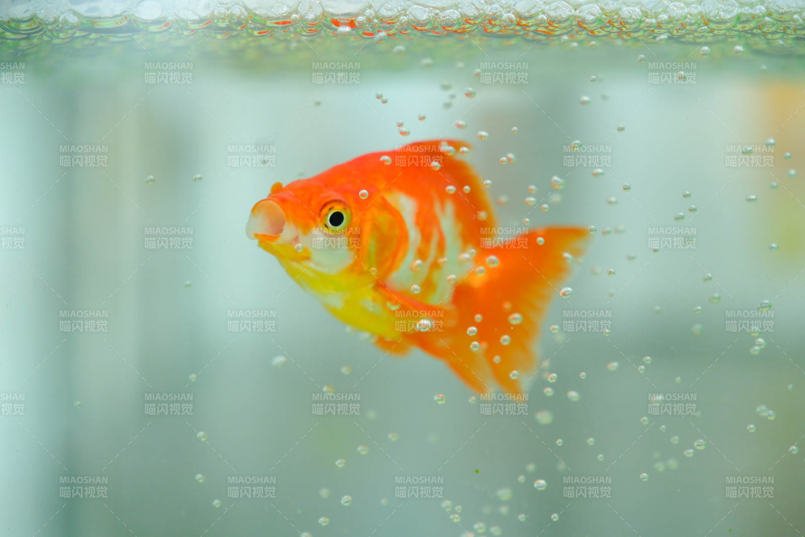水中游動的金魚