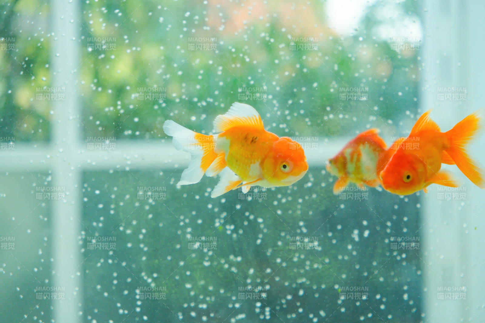 金魚游動在透明水缸中