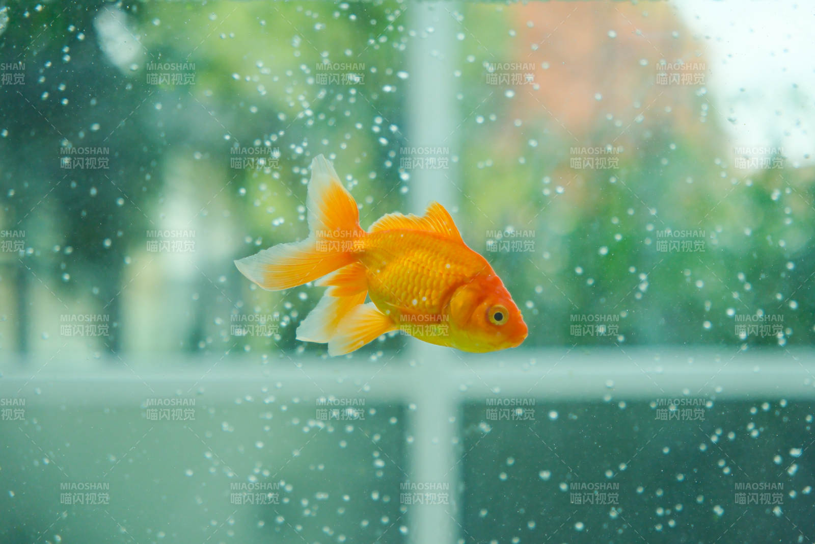 金魚游動在水中的瞬間