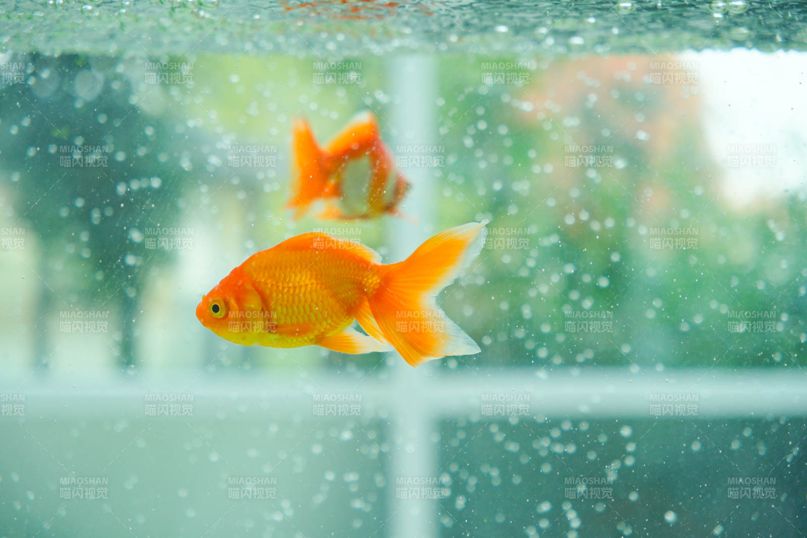 水中游動的金魚