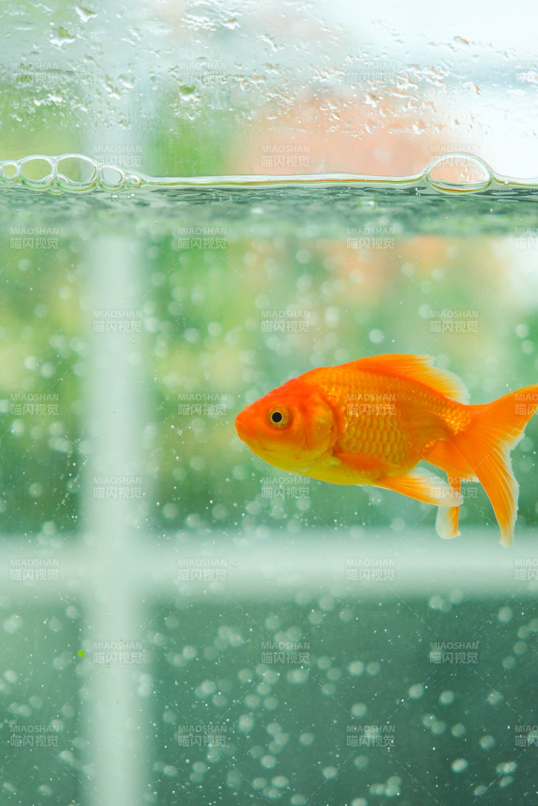 水中游動的金魚