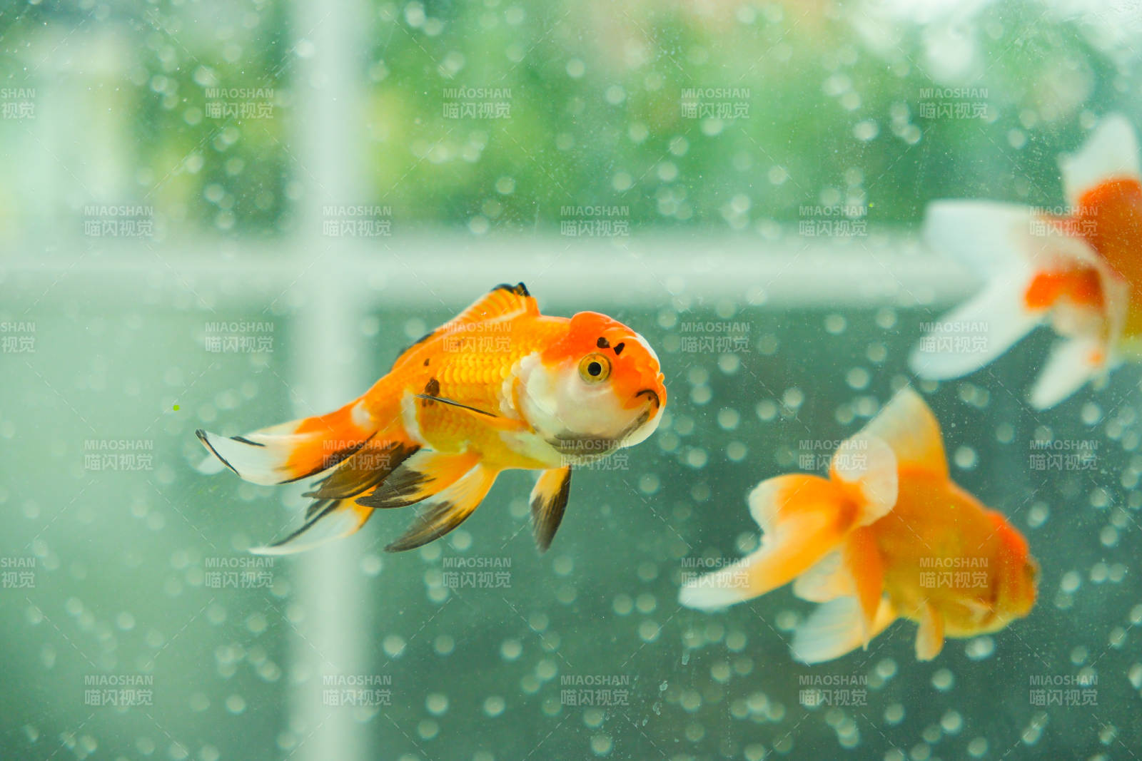 金魚在水中游動