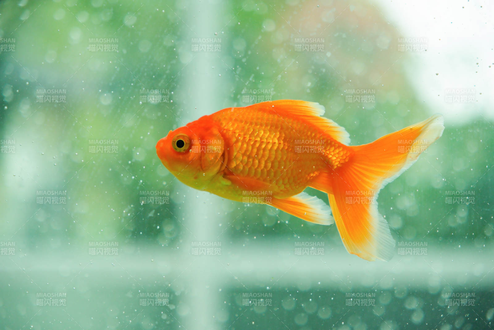水中游動的金魚