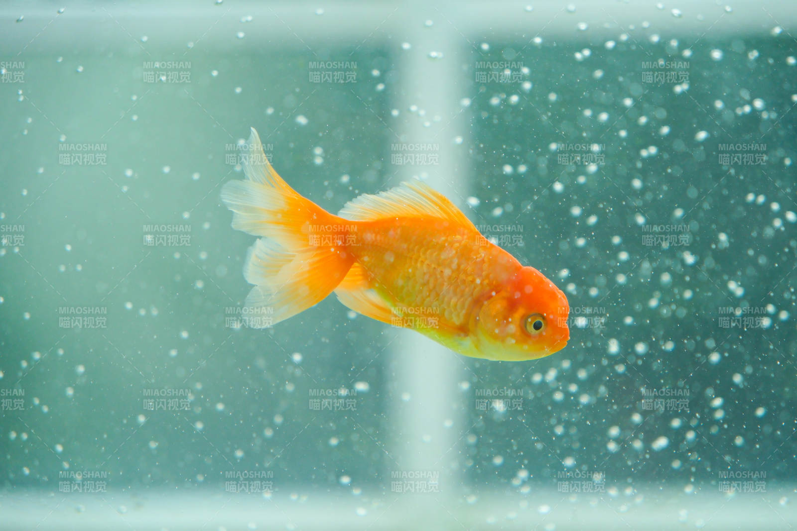 水中游動的金魚