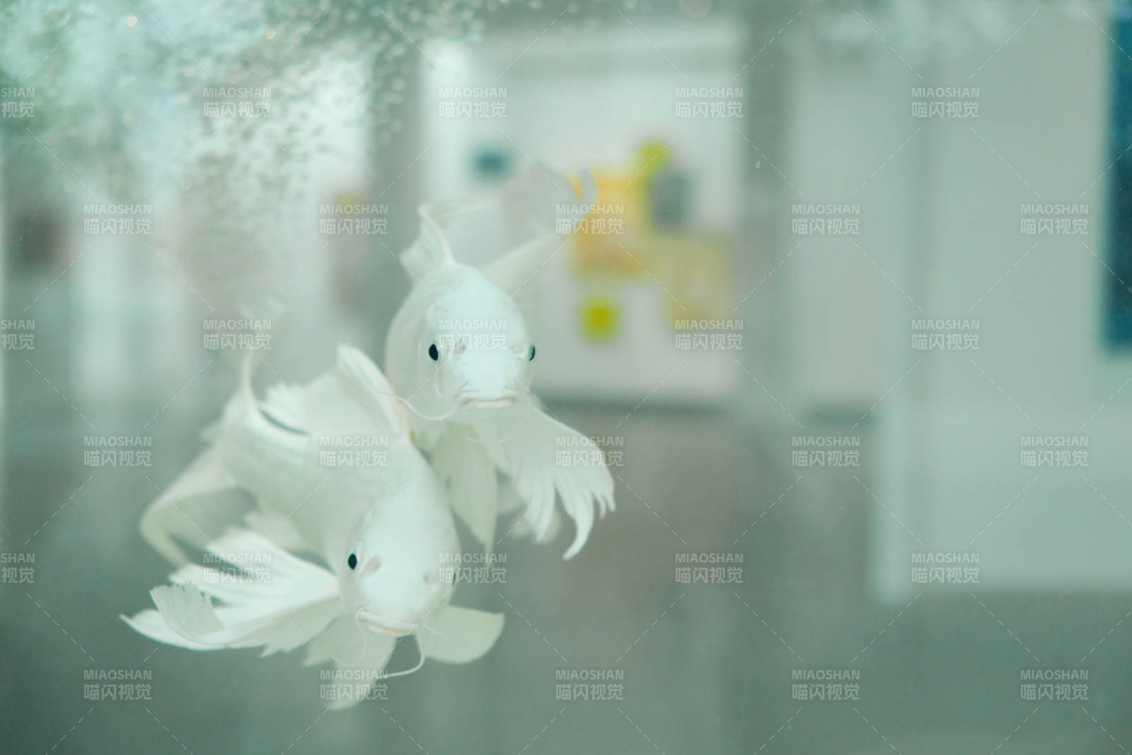 水中雙魚 悠然自得