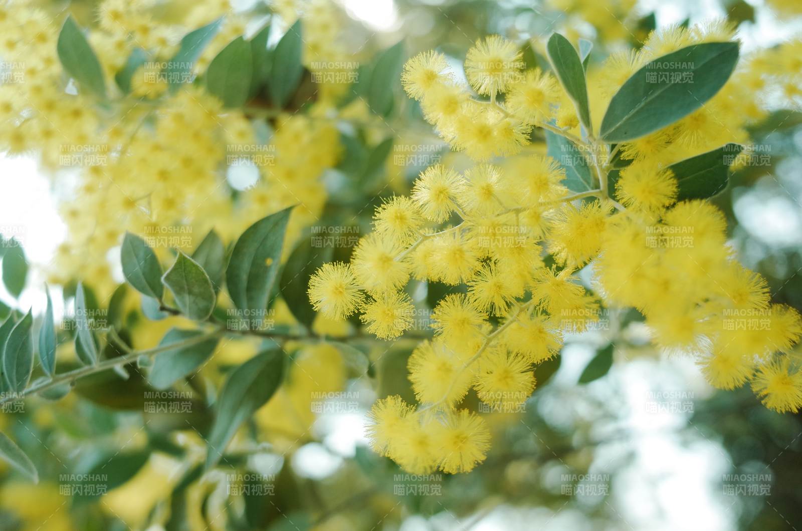 金黃花簇 綠葉相伴