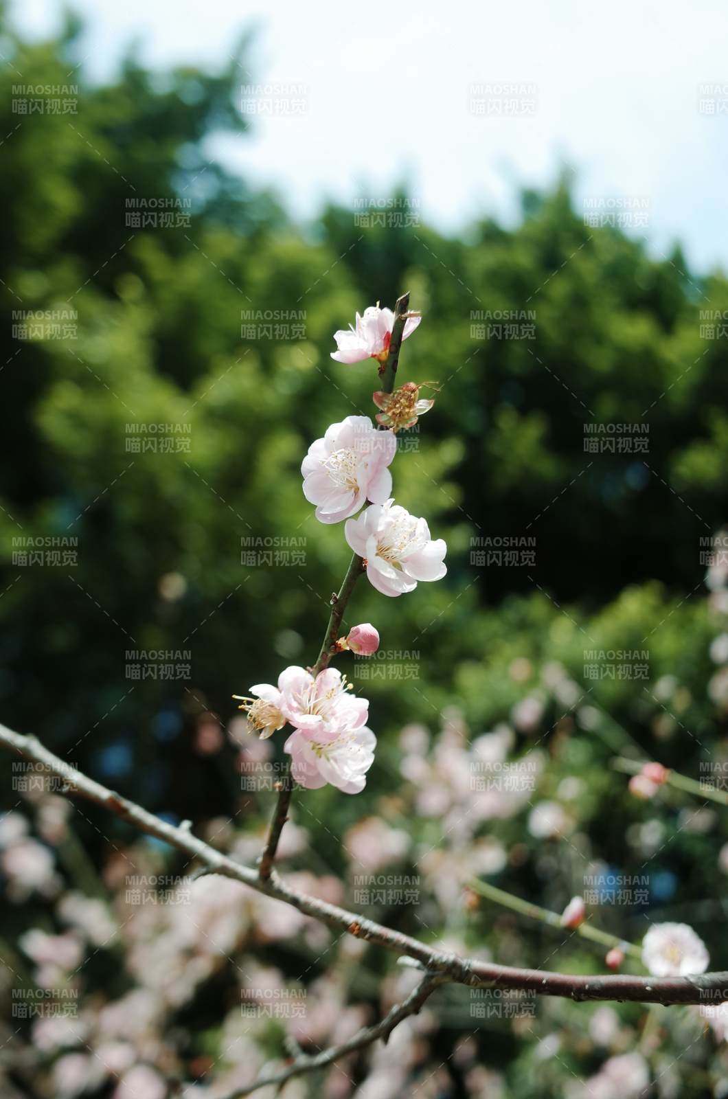 梅花綻放 春意盎然