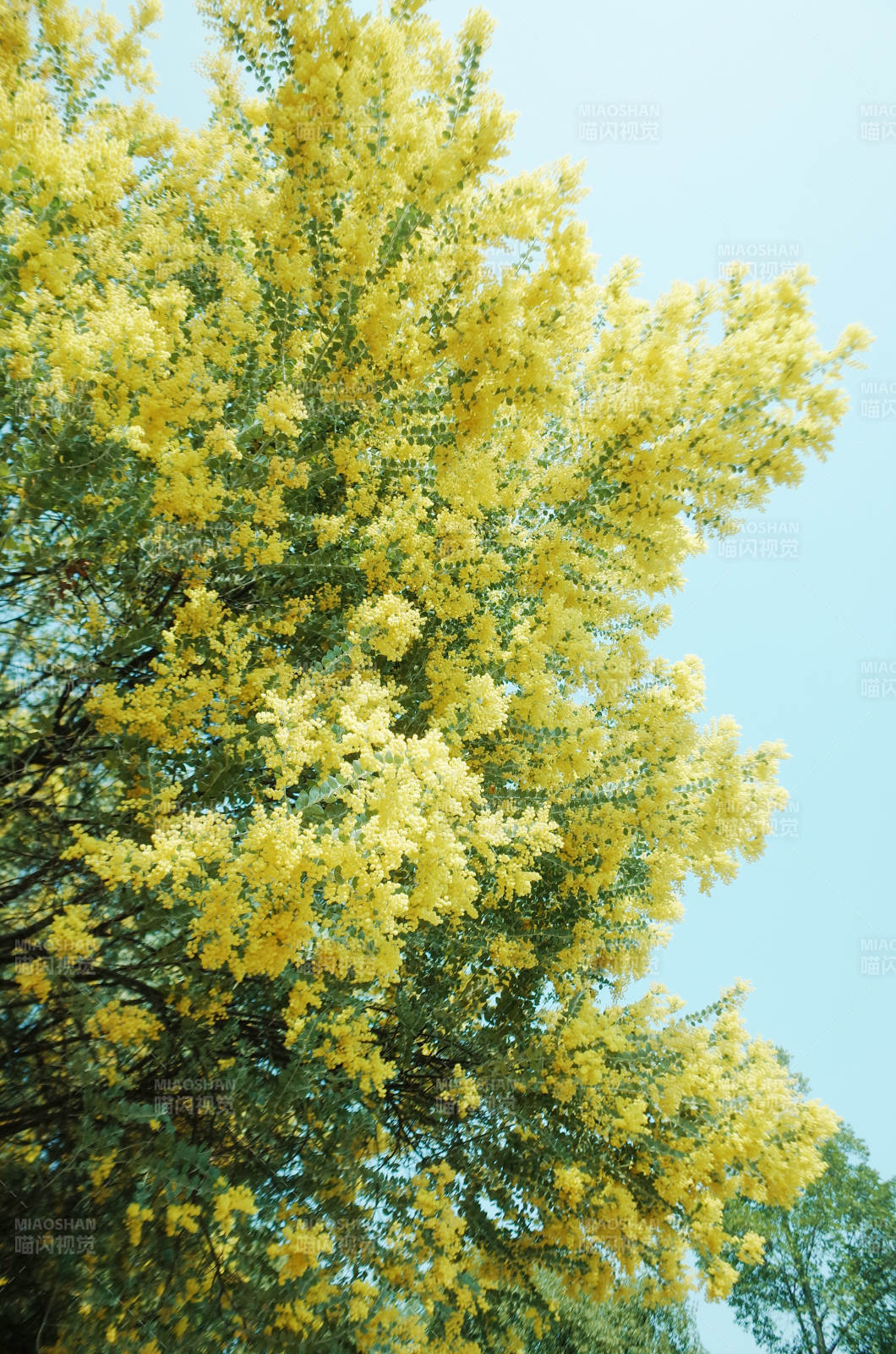金黃花海映藍天