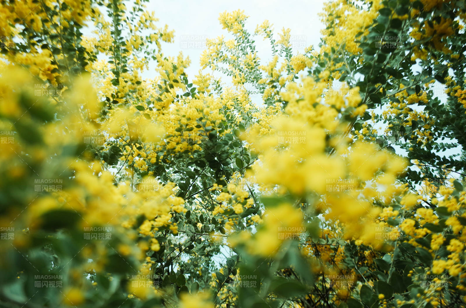 春日黃花綻放美景