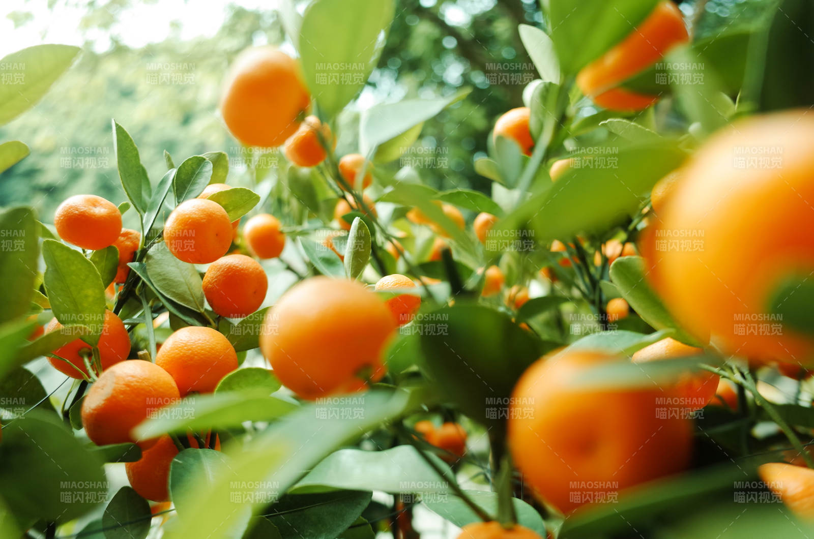 金桔樹上的累累果實(shí)