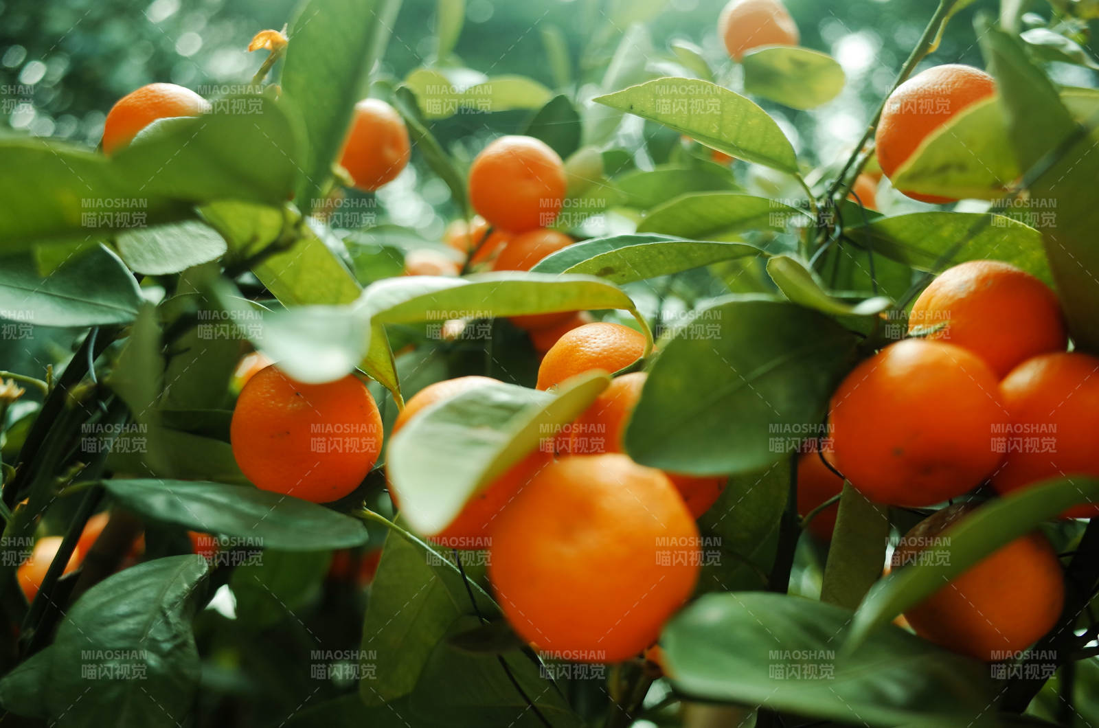 橙子樹上的豐收果實